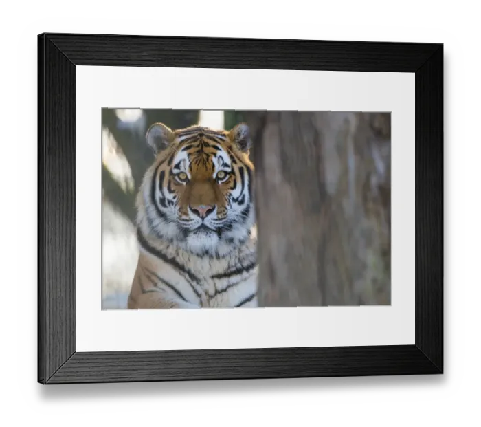 Framed Print : Siberian tiger (Panthera tigris altaica) in snow, captive Framed Print : Siberian tiger (Panthera tigris altaica) in snow, captive