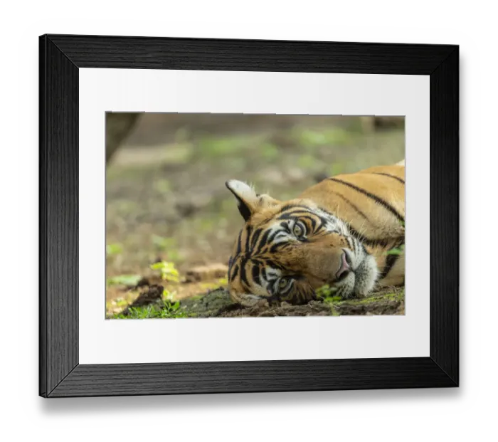 Framed Print : Bengal tiger (Panthera tigris), resting, Ranthambore National Park, India Framed Print : Bengal tiger (Panthera tigris), resting, Ranthambore National Park, India