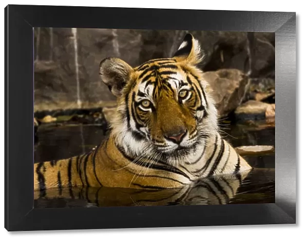 Bengal tiger (Panthera tigris) cooling down in waterhole, portrait
