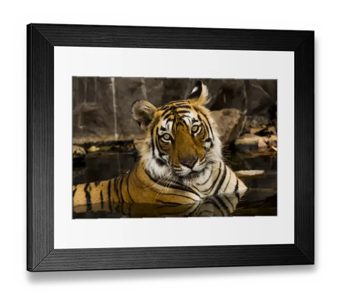 Framed Print : Bengal tiger (Panthera tigris) cooling down in waterhole, portrait Framed Print : Bengal tiger (Panthera tigris) cooling down in waterhole, portrait