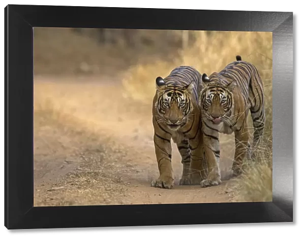 Bengal tiger (Panthera tigris), two walking along track side by side