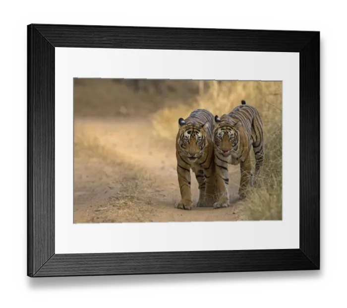 Framed Print : Bengal tiger (Panthera tigris), two walking along track side by side Framed Print : Bengal tiger (Panthera tigris), two walking along track side by side
