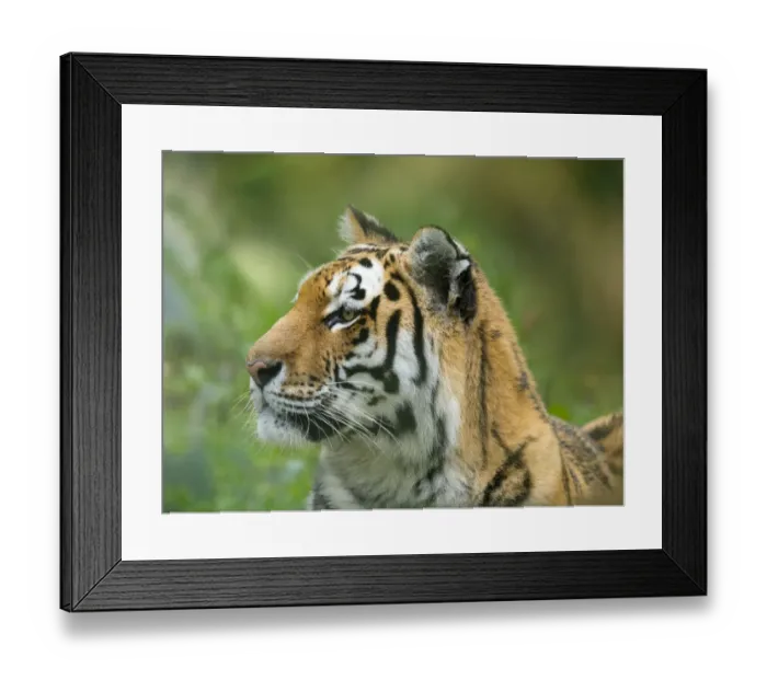 Framed Print : RF - Siberian tiger (Panthera tigris tigris). Captive Framed Print : RF - Siberian tiger (Panthera tigris tigris). Captive