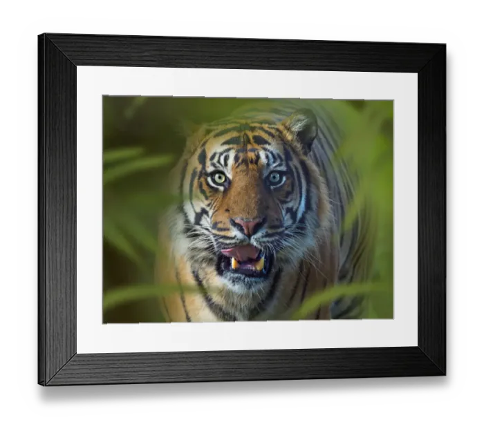 Framed Print : RF - Sumatran tiger (Panthera tigris sondaica). Captive