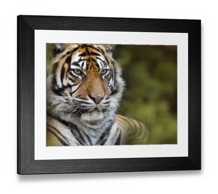 Framed Print : RF - Sumatran tiger (Panthera tigris sondaica). Captive Framed Print : RF - Sumatran tiger (Panthera tigris sondaica). Captive