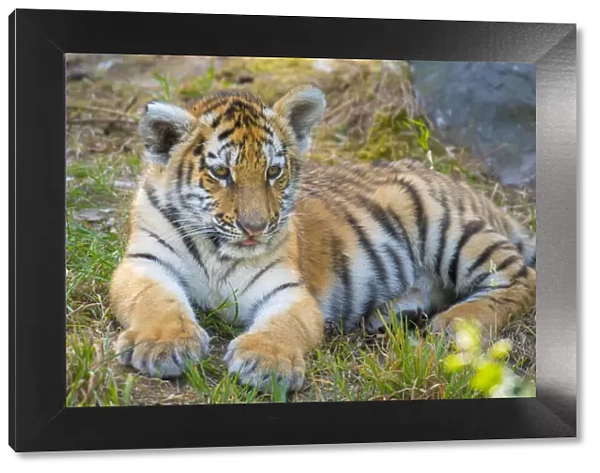 Siberian tiger (Panthera tigris altaica) cub, age 3 months, captive