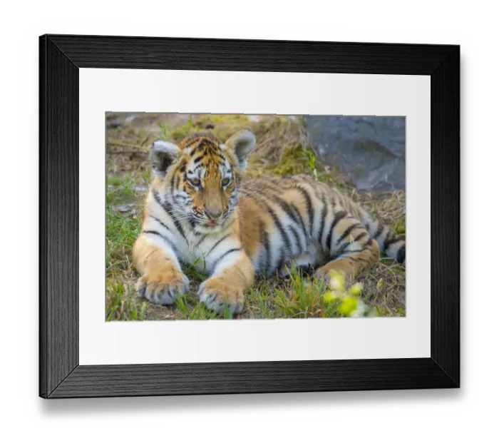 Framed Print : Siberian tiger (Panthera tigris altaica) cub, age 3 months, captive Framed Print : Siberian tiger (Panthera tigris altaica) cub, age 3 months, captive