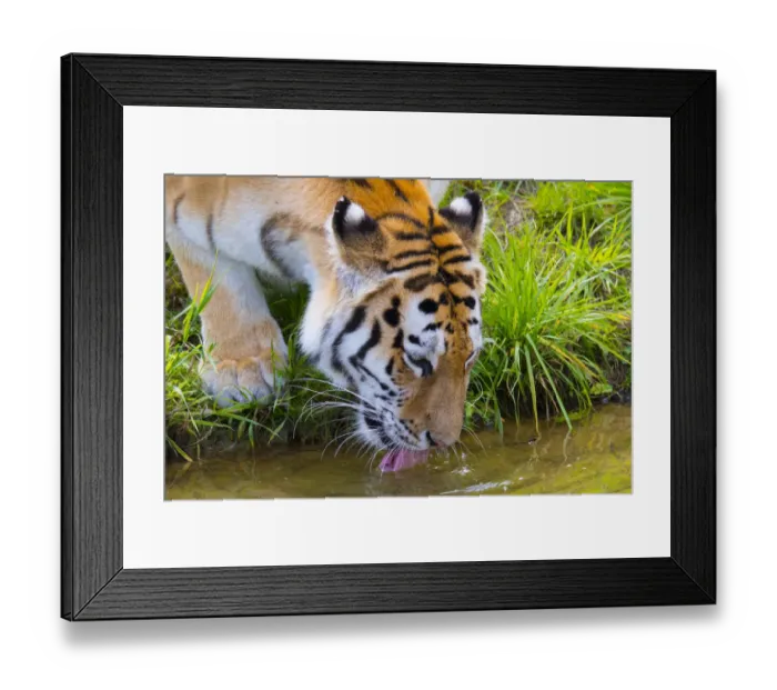 Framed Print : Siberian tiger (Panthera tigris altaica) drinking, captive Framed Print : Siberian tiger (Panthera tigris altaica) drinking, captive