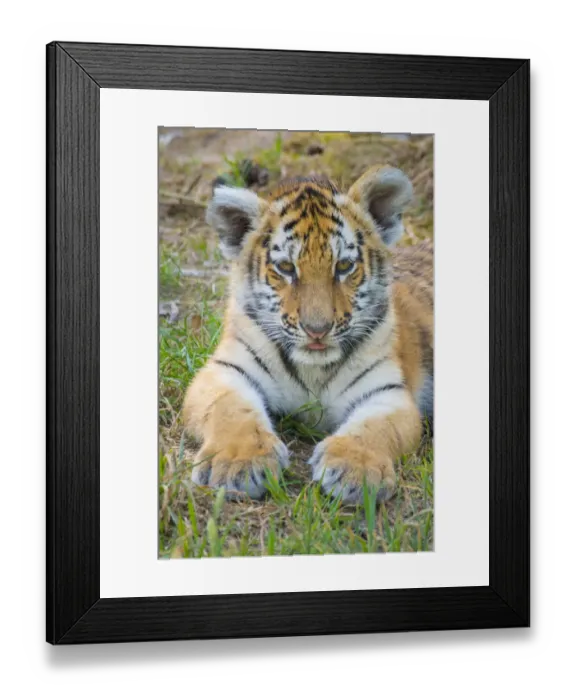 Framed Print : RF - Siberian tiger (Panthera tigris altaica) cub, age 3 months. Captive Framed Print : RF - Siberian tiger (Panthera tigris altaica) cub, age 3 months. Captive