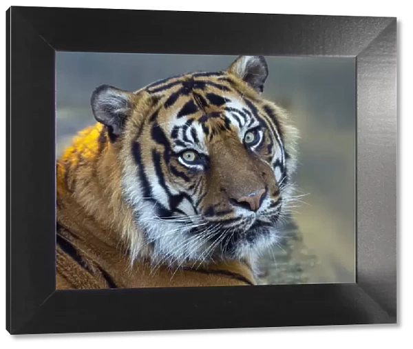 Sumatran tiger (Panthera tigris sondaica) portrait, captive