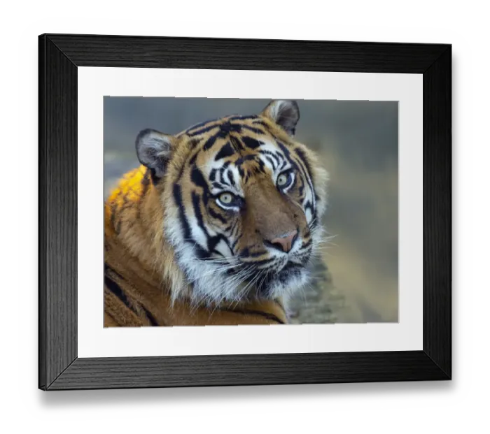 Framed Print : Sumatran tiger (Panthera tigris sondaica) portrait, captive Framed Print : Sumatran tiger (Panthera tigris sondaica) portrait, captive