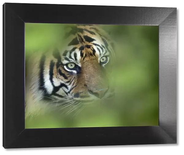 RF - Sumatran tiger (Panthera tigris sondaica) portrait. Captive, occurs in Sumtra