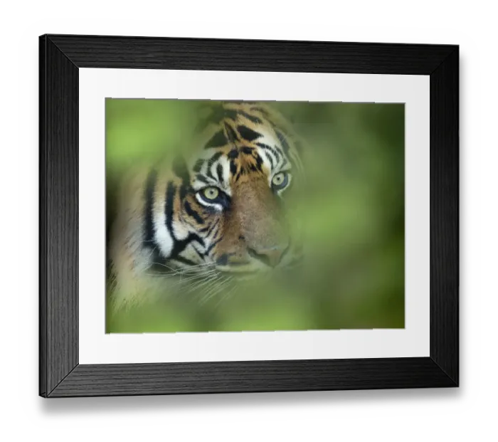 Framed Print : RF - Sumatran tiger (Panthera tigris sondaica) portrait. Captive, occurs in Sumtra Framed Print : RF - Sumatran tiger (Panthera tigris sondaica) portrait. Captive, occurs in Sumtra