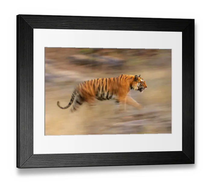 Framed Print : Male Bengal Tiger - Sundar (B2) (Panthera tigris tigris) running and patrolling territory Framed Print : Male Bengal Tiger - Sundar (B2) (Panthera tigris tigris) running and patrolling territory