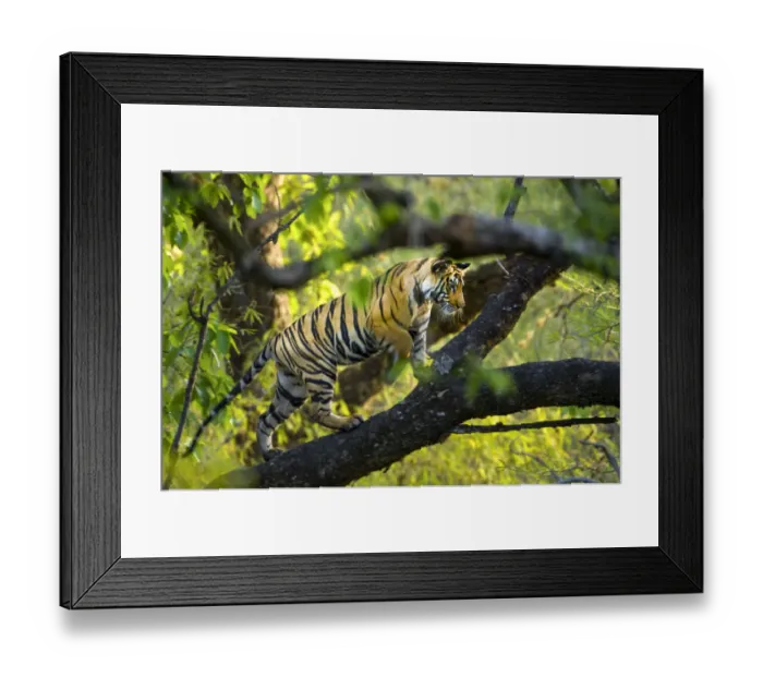 Framed Print : Adolescent male Bengal Tiger (Panthera tigris tigris) (around 15 months) climbing a tree Framed Print : Adolescent male Bengal Tiger (Panthera tigris tigris) (around 15 months) climbing a tree