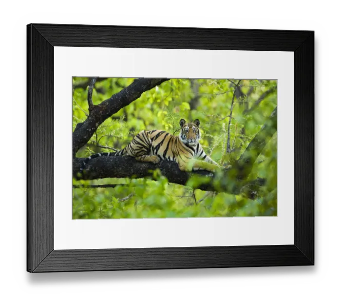 Framed Print : RF - Bengal tiger (Panthera tigris tigris) juvenile, age 15 months, climbing a tree