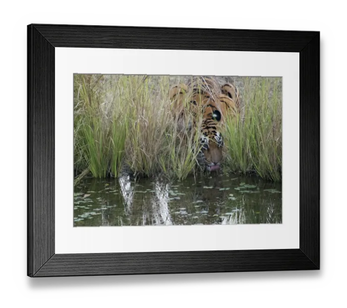 Framed Print : Tigress drinking water (Panthera tigris tigris) hidden in long grass Framed Print : Tigress drinking water (Panthera tigris tigris) hidden in long grass