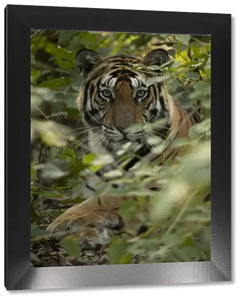 Bengal tiger (Panthera tigris tigris) male resting in undergrowth, portrait