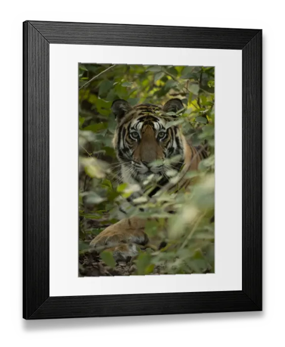Framed Print : Bengal tiger (Panthera tigris tigris) male resting in undergrowth, portrait Framed Print : Bengal tiger (Panthera tigris tigris) male resting in undergrowth, portrait