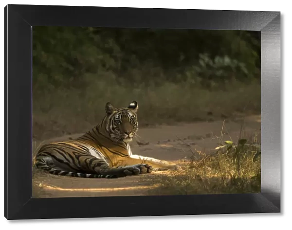 Bengal tiger (Panthera tigris tigris) resting on track. Bandhavgarh National Park, India
