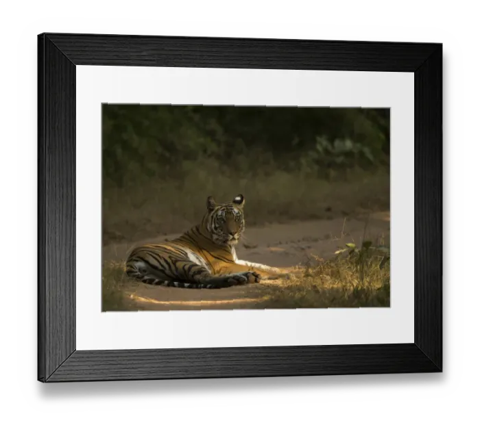Framed Print : Bengal tiger (Panthera tigris tigris) resting on track. Bandhavgarh National Park, India Framed Print : Bengal tiger (Panthera tigris tigris) resting on track. Bandhavgarh National Park, India