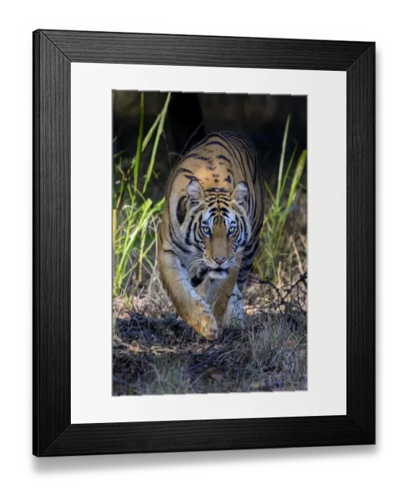 Framed Print : Bengal tiger (Panthera tigris tigris) female stalking through forest Framed Print : Bengal tiger (Panthera tigris tigris) female stalking through forest