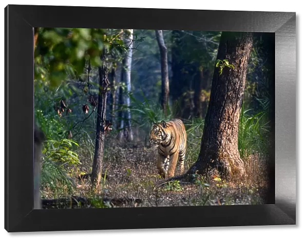 Bengal tiger (Panthera tigris tigris) male walking through sal (Shorea robusta) forest