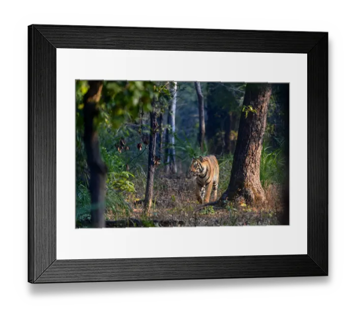 Framed Print : Bengal tiger (Panthera tigris tigris) male walking through sal (Shorea robusta) forest Framed Print : Bengal tiger (Panthera tigris tigris) male walking through sal (Shorea robusta) forest