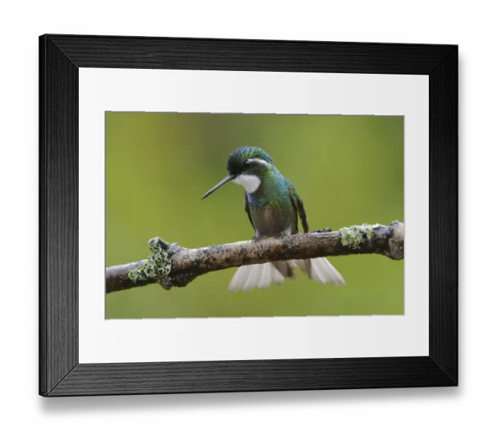 Framed Print : Male White-throated Mountain Gem (Lampornis castaneoventris) Framed Print : Male White-throated Mountain Gem (Lampornis castaneoventris)