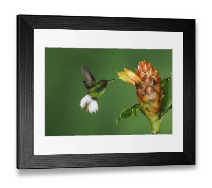 Framed Print : Coppery-headed Emerald, Elvira cupreiceps, male in flight feeding on Spiral Ginger Framed Print : Coppery-headed Emerald, Elvira cupreiceps, male in flight feeding on Spiral Ginger