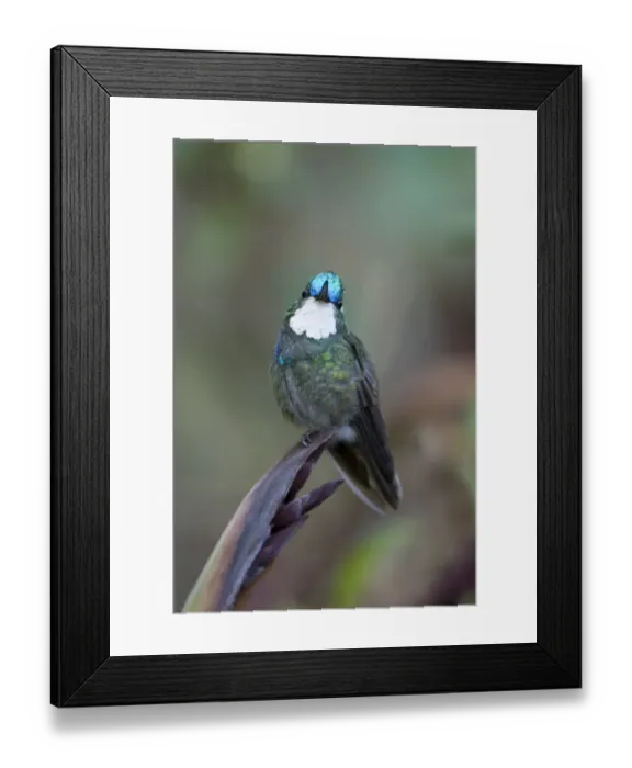 Framed Print : Male White-throated mountain-gem (Lampornis castaneoventris) perched on plant, Costa Rica Framed Print : Male White-throated mountain-gem (Lampornis castaneoventris) perched on plant, Costa Rica