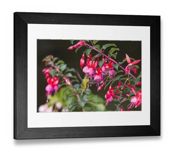 Framed Print : Scintillant Hummingbird (Selasphorus scintilla) female drinking on Fuchsia flower Framed Print : Scintillant Hummingbird (Selasphorus scintilla) female drinking on Fuchsia flower
