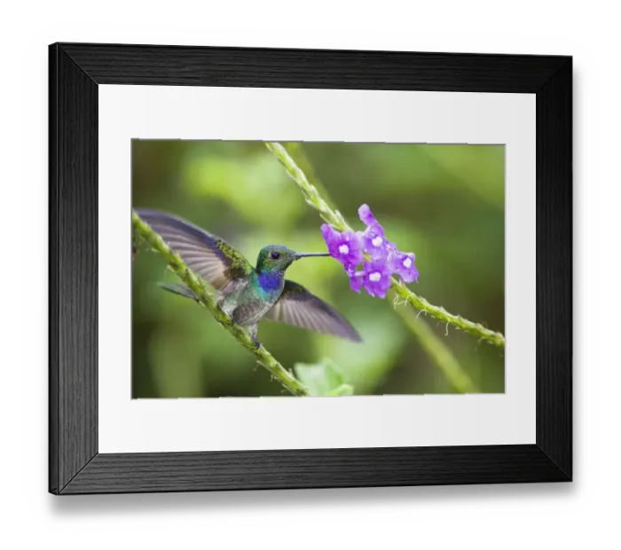 Framed Print : Blue-chested hummingbird (Amazilia amabilis) male feeding from flower, Costa Rica Framed Print : Blue-chested hummingbird (Amazilia amabilis) male feeding from flower, Costa Rica