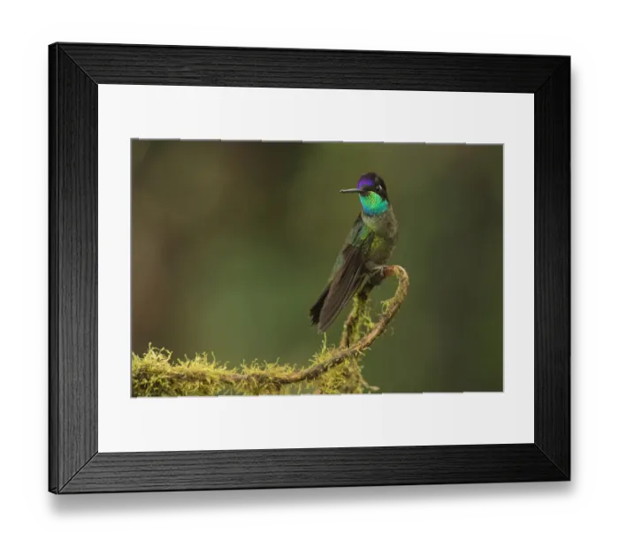 Framed Print : Magnificent hummingbird (Eugenes fulgens) male, Talamanca Range Framed Print : Magnificent hummingbird (Eugenes fulgens) male, Talamanca Range