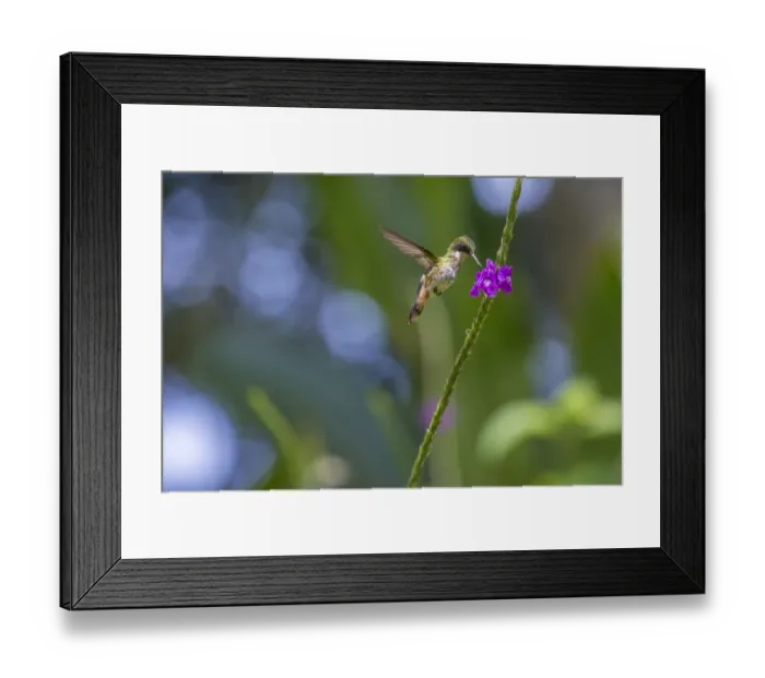 Framed Print : Black-crested coquette (Lophornis helenae) juvenile male visiting Porterweed Framed Print : Black-crested coquette (Lophornis helenae) juvenile male visiting Porterweed