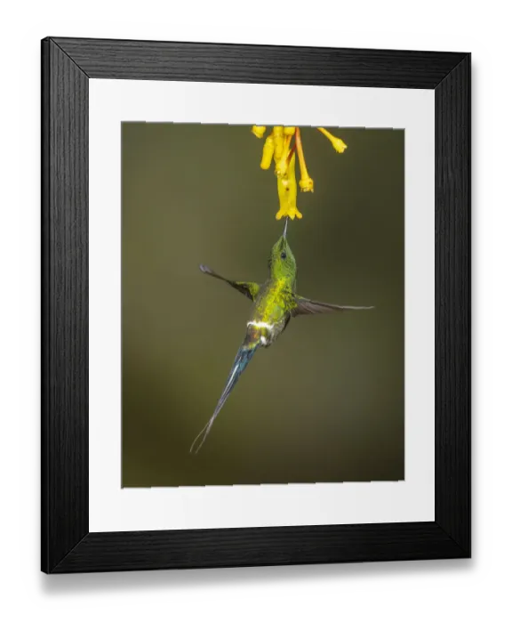 Framed Print : Green thorntail hummingbird ( Discosura conversii) feeding at flower Framed Print : Green thorntail hummingbird ( Discosura conversii) feeding at flower
