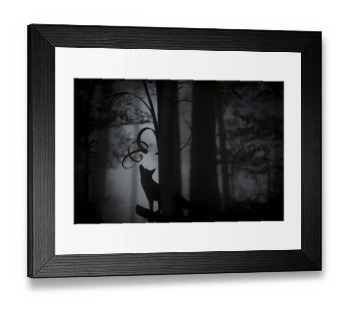 Framed Print : Red fox (Vulpes vulpes) silhouetted in mixed beech-Douglas fir forest Framed Print : Red fox (Vulpes vulpes) silhouetted in mixed beech-Douglas fir forest