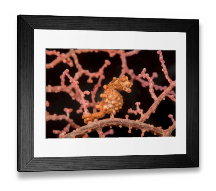 Framed Print : Pygmy seahorse (Hippocampus bargibanti) Philippines Framed Print : Pygmy seahorse (Hippocampus bargibanti) Philippines