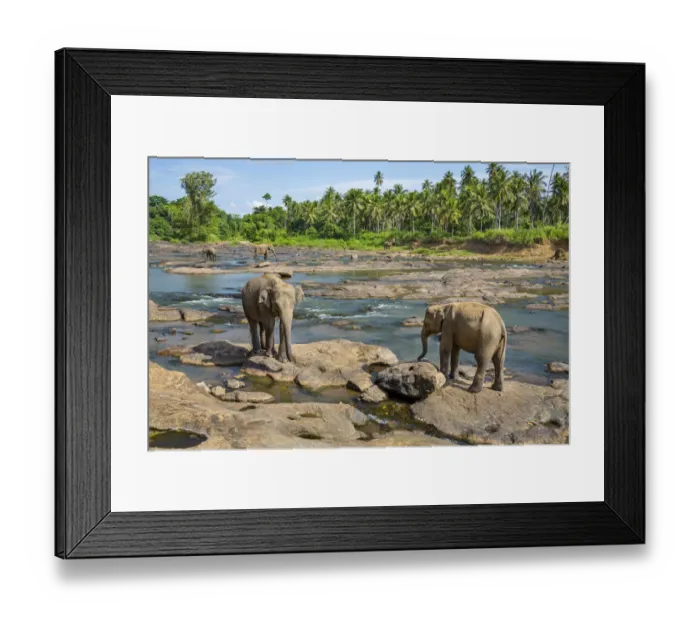 Framed Print : Sri Lankan elephants (Elephas maximus) Indian elephant subspecies, Pinnawala village Framed Print : Sri Lankan elephants (Elephas maximus) Indian elephant subspecies, Pinnawala village