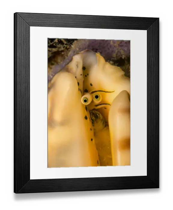 Framed Print : Elegant conch (Lentigo pipus) close up of eye stalks, Philippines Framed Print : Elegant conch (Lentigo pipus) close up of eye stalks, Philippines