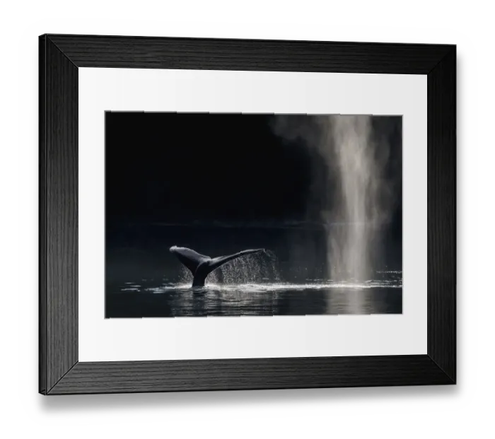 Framed Print : Humpback whale (Megaptera novaeangliae) blowing or spouting and fluking