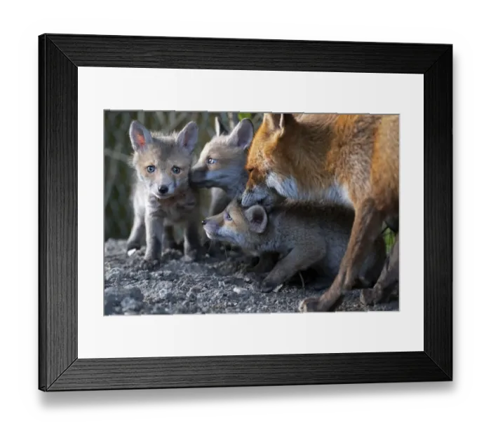 Framed Print : Red fox (Vulpes vulpes) grooming her cubs North London, England, UK. April Framed Print : Red fox (Vulpes vulpes) grooming her cubs North London, England, UK. April
