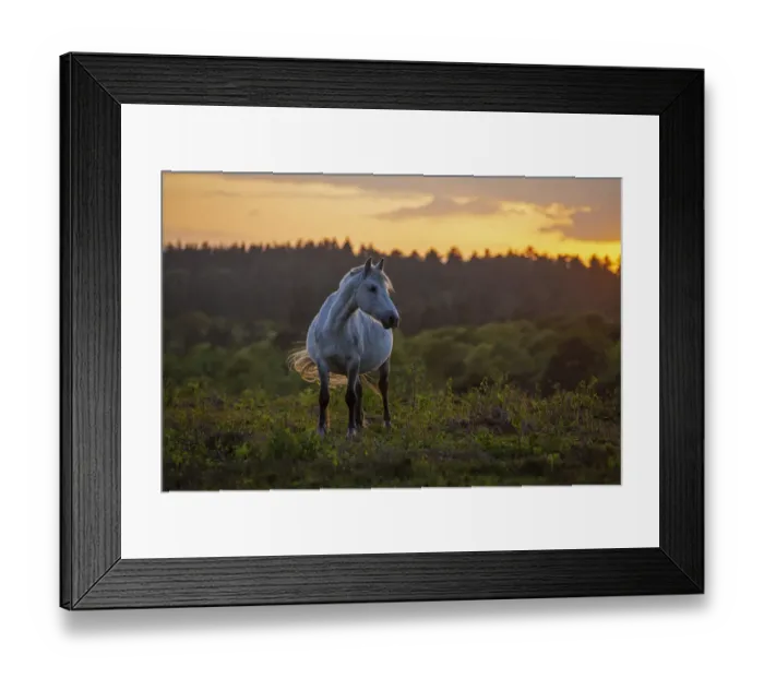 Framed Print : New Forest Pony (Equus caballus) New Forest National Park, Hampshire, England, UK. May Framed Print : New Forest Pony (Equus caballus) New Forest National Park, Hampshire, England, UK. May