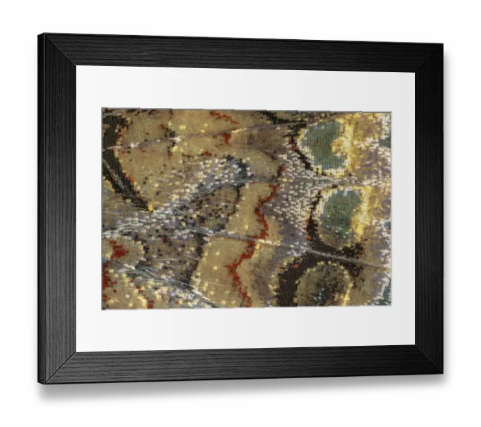 Framed Print : Close-up of scales on underside of Red admiral butterfly wing (Vanessa atalanta) Framed Print : Close-up of scales on underside of Red admiral butterfly wing (Vanessa atalanta)