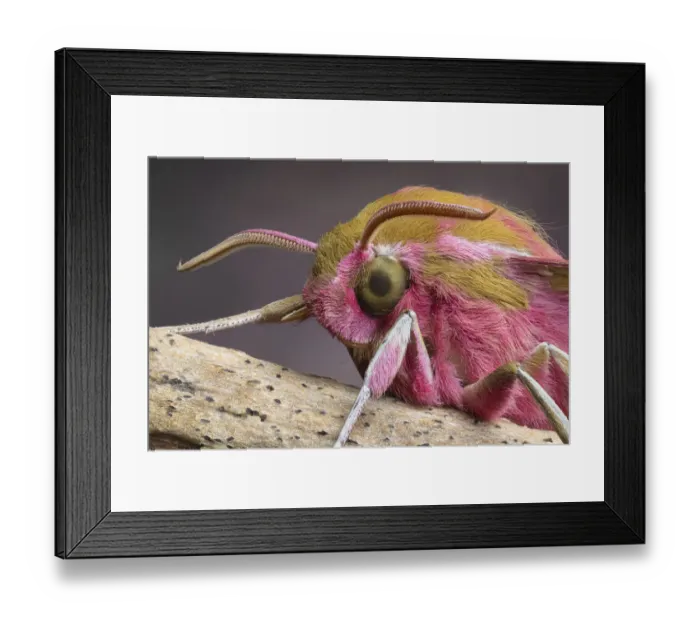 Framed Print : Elephant hawkmoth (Deilephila elpenor), close up of head, showing detail of compound eye Framed Print : Elephant hawkmoth (Deilephila elpenor), close up of head, showing detail of compound eye