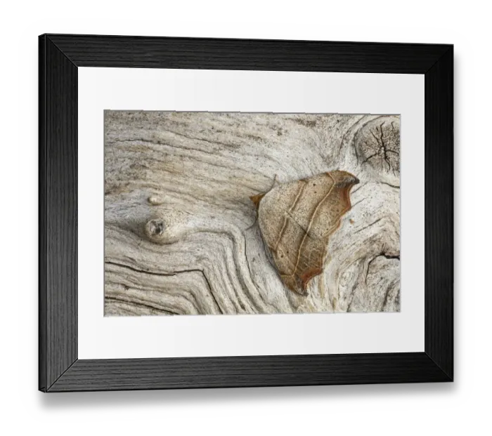 Framed Print : Beautiful hook-tip moth (Laspeyria flexula). Peak District National Park, Derbyshire, UK Framed Print : Beautiful hook-tip moth (Laspeyria flexula). Peak District National Park, Derbyshire, UK