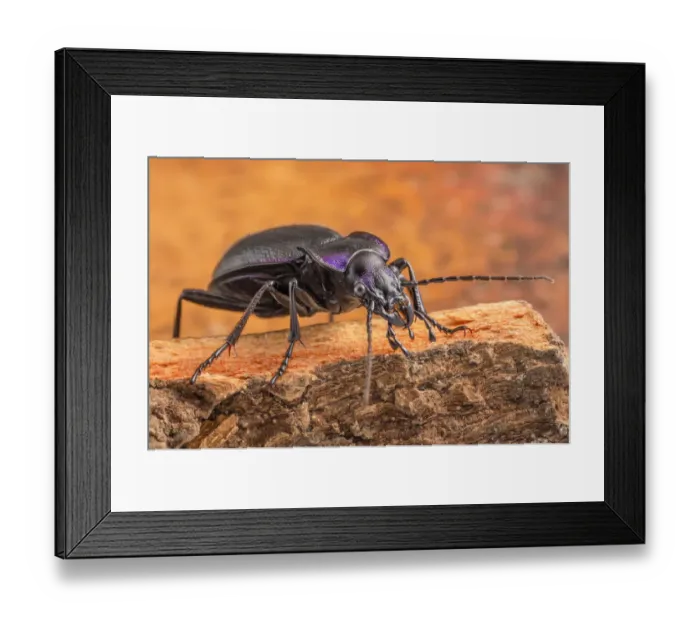 Framed Print : Violet Ground Beetle (Carabus violaceu) Peak District National Park, Derbyshire, UK. July Framed Print : Violet Ground Beetle (Carabus violaceu) Peak District National Park, Derbyshire, UK. July