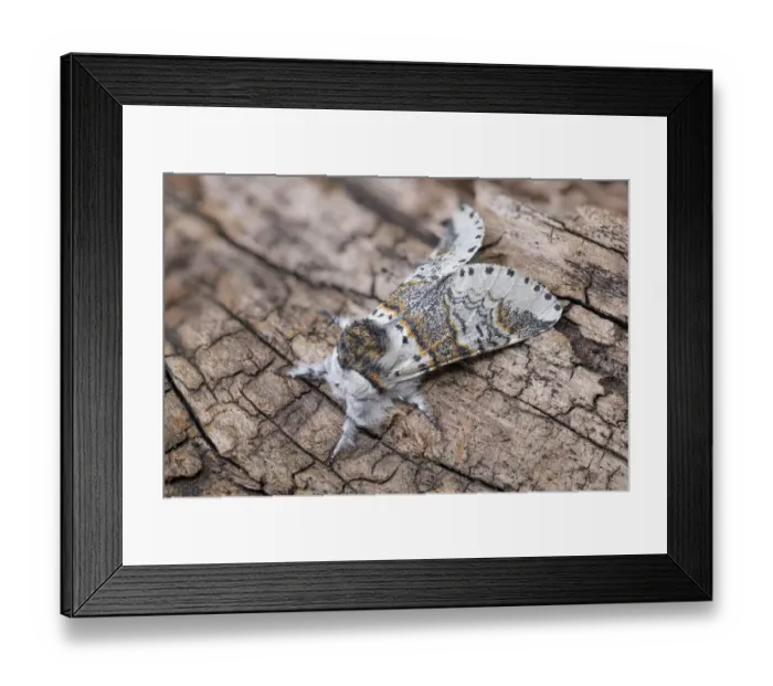 Framed Print : Sallow kitten moth (Furcula furcula), Peak District National Park, Derbyshire, UK. August Framed Print : Sallow kitten moth (Furcula furcula), Peak District National Park, Derbyshire, UK. August