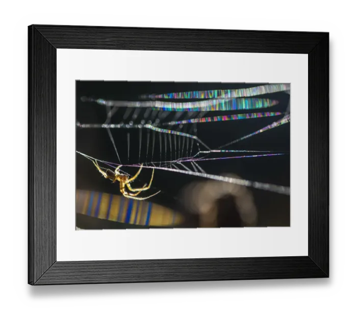 Framed Print : Common Orb Weaver (Metellina sp. ) male. With the camera at a very precise angle to Framed Print : Common Orb Weaver (Metellina sp. ) male. With the camera at a very precise angle to