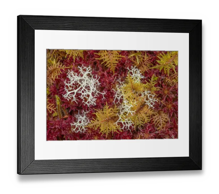Framed Print : Commuity of mosses predominately red Sphagnum Moss (Sphagnum sp Framed Print : Commuity of mosses predominately red Sphagnum Moss (Sphagnum sp